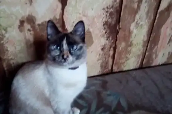 Пропала кошка Алиса в Омутнинске!
