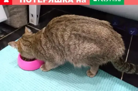 Найдена кошка на улице Мира, ищем новых хозяев
