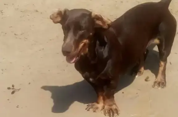 Собаки потеряшки, Нижний Новгород, фото: Потеряшка такса на Березовской, дом 22