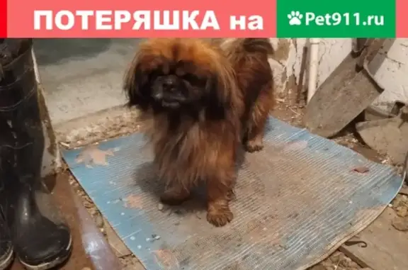 Пропала собака в Крымске, ищем!