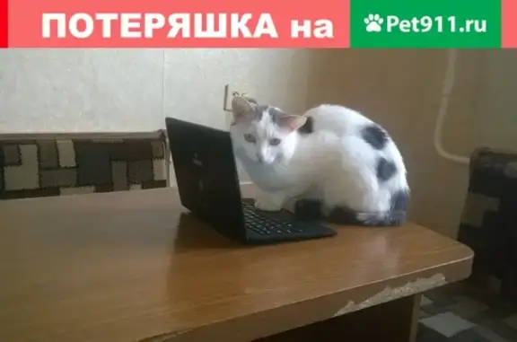 Пропал кот Сёма в Михайловске, Шпаковский район