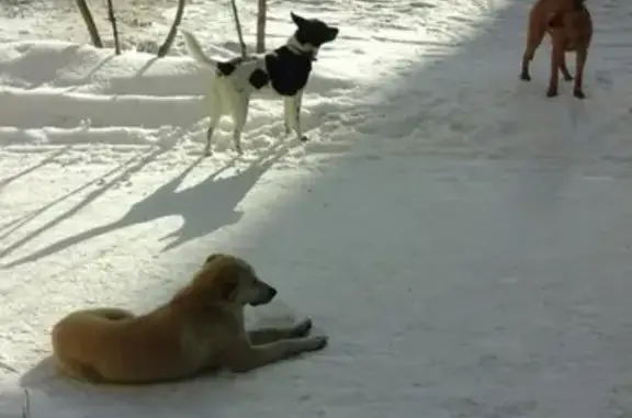 Найден черно-белый пес в ошейнике на Машзаводе, Березки, Челябинская область