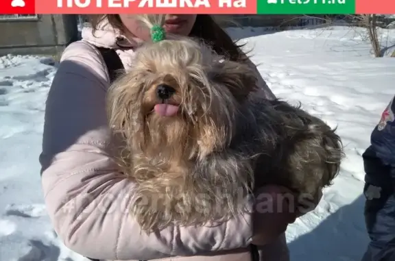 Найдена собака в Октябрьском районе