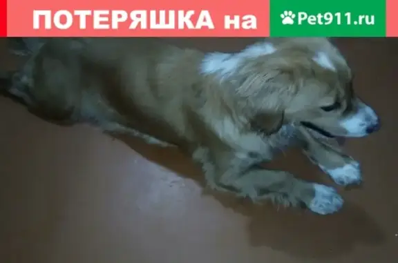 Найдена собака на Гражданской улице, Липецк