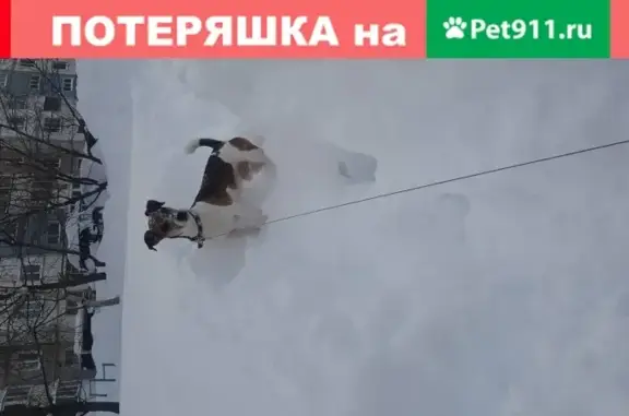 Пропала собака Гера на ул. Есенина, Южно-Сахалинск