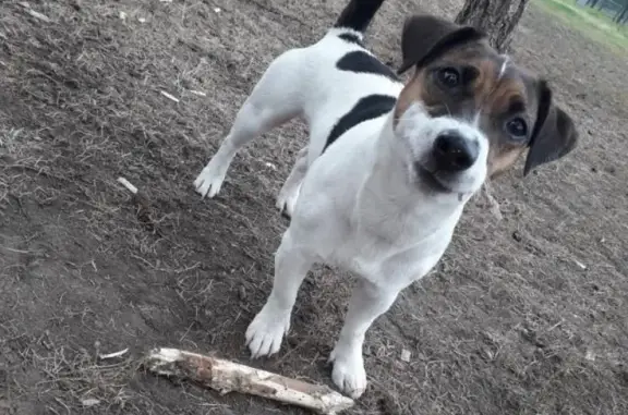 Пропала собака Боня на ул. Чкалова, Казань