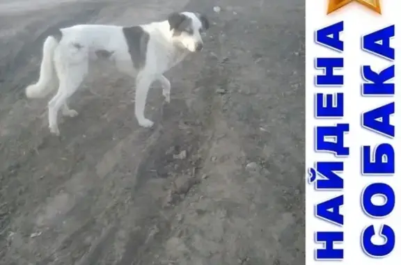 Найдена собака у Магнита в Астрахани