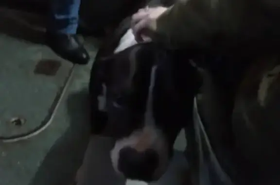 Найдена породистая собака в Ярославле
