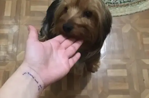 Собаки потеряшки, Нижний Новгород, фото: Потеряшка йоркширский терьер Тайсон на улице Верхнепечёрская