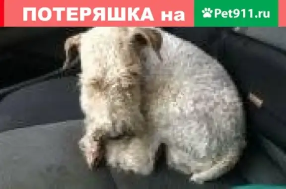 Найдена собака на Сенько в Тамбове