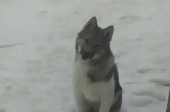 Пропала собака в Борисоглебске