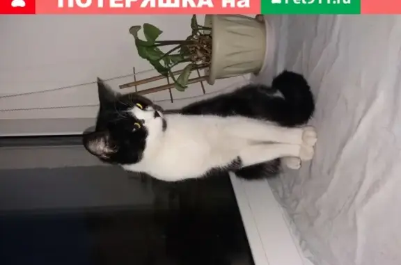 Найдена молодая кошка на ул. Г. Амелина, Калуга