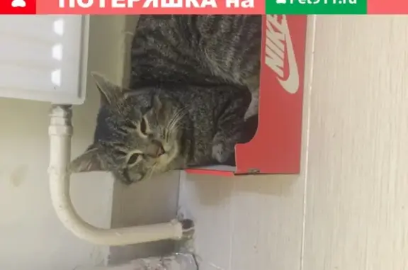 Найдена кошка на Европейском 14к6