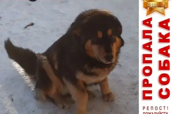 Пропала собака Тибетский мастиф в Кургане