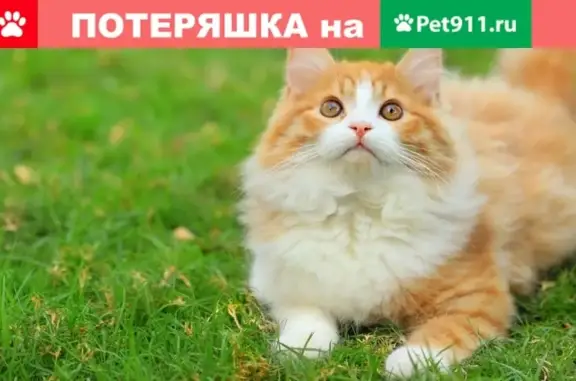Найден кот в Зеленой Роще - помогите!