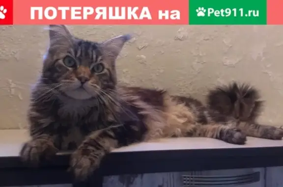 Пропала кошка породы Мейн-Кун в Волгодонске (адрес: пер. Цыганкова, 19)