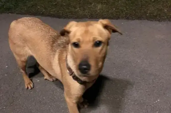 Найдена собака возле магазина в Немецкой деревне, Краснодар