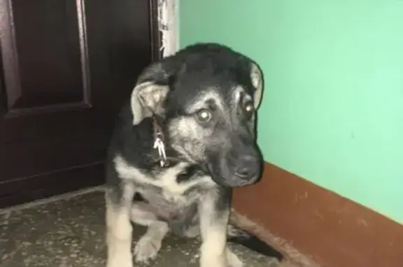Найден щенок с ошейником в Казани (Россия)