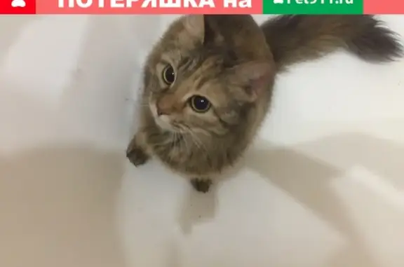 Найдена кошка на ул. Челюскинцев в Саратове