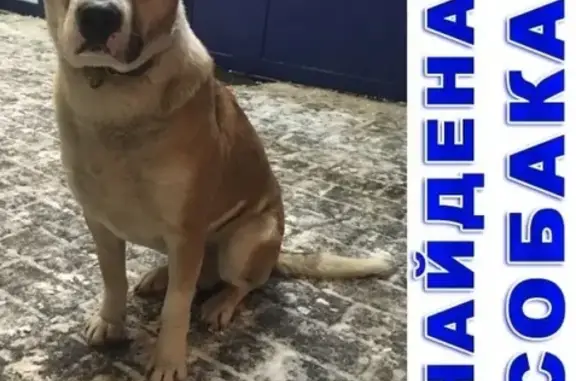 Найдена собака в Раменском