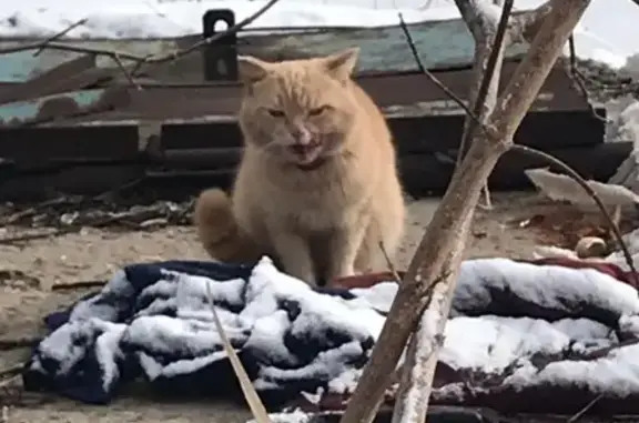 Найдена кошка в Рубцовске, ищем хозяев