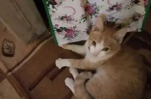 Найдена кошка на Новосибирской-39 в Красноярске