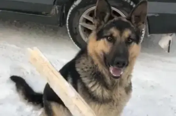 Пропала собака в Кемерово, район заводский