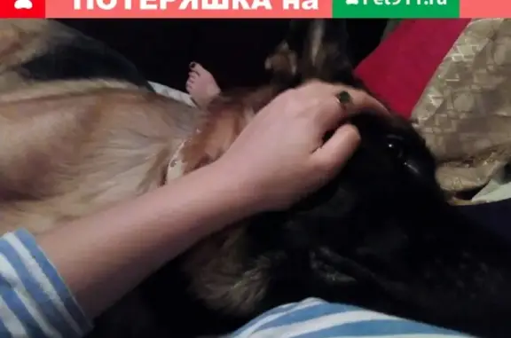 Пропала собака Шерман (Челябинск ЧТЗ), вознаграждение за находку