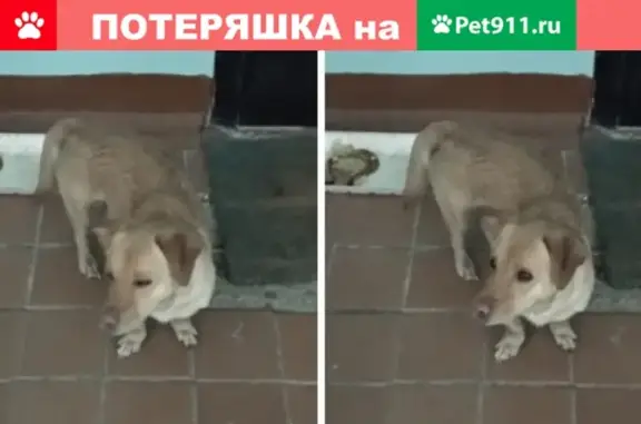 Собака на ул. Кузбасской дивизии 46 в Пскове
