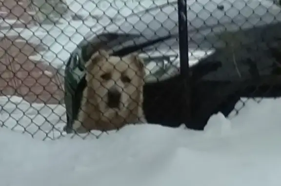 Найдена собака в Черновке, Кинель-Черкасского района