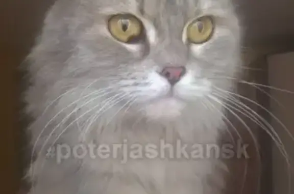 Найдена кошка возле монумента славы в Новосибирске