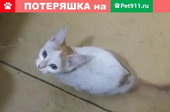 Найден белый котенок с рыжими пятнами в Екатеринбурге