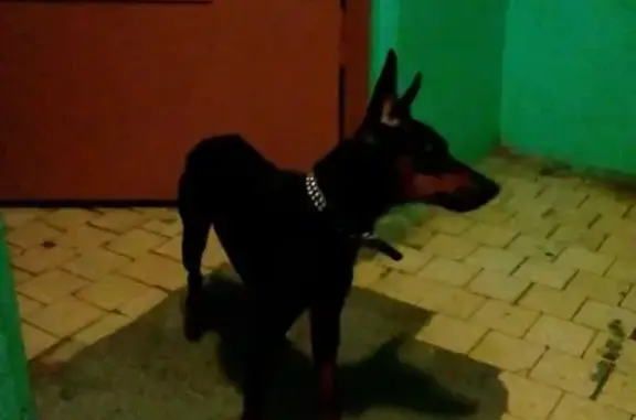 Найдена собака в Бирюсинках, ищем хозяина