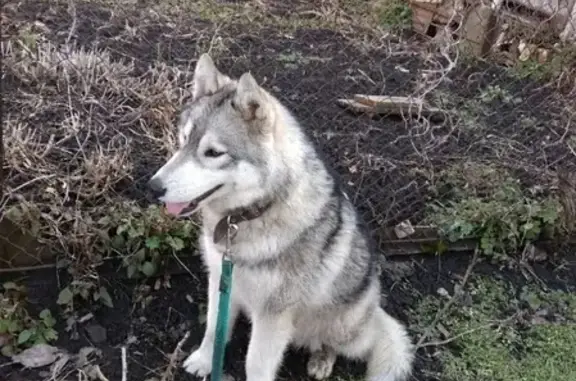 Найдена собака Ташла в Ставрополе