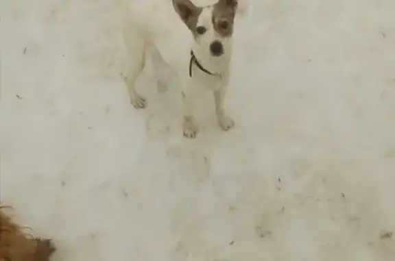 Найдена собака в Московском микрорайоне, ищем хозяев.