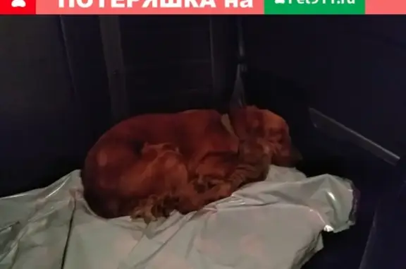 Найдена собака Англ.Спаниель в Астрахани