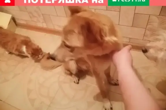 Найдена молодая собака в Саратове, район Техстекло