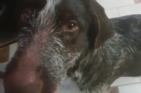 Найдена собака, Низинское, фото: Найдена собака в деревне Сашино, Ленинградская область.