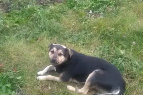 Пропала собака Лайма в Стерлитамаке