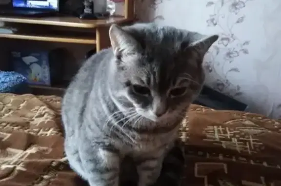 Пропал серый кот Пушок в Стерлитамаке (Республика Башкортостан)