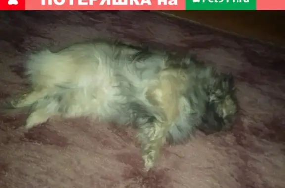 Пропала слепая собака Хома в Шадринске