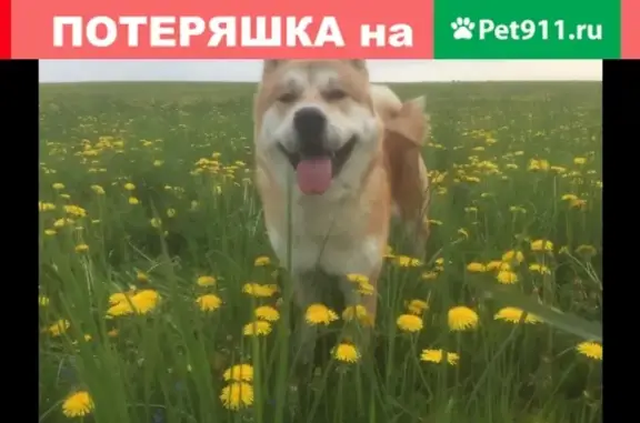 Пропала собака Кит в Тучково, Московская обл.