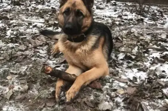 Пропала собака в Котельниках, Россия.