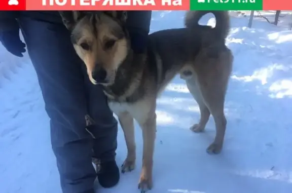 Найдена ласковая собака в Сургуте