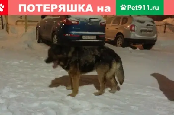 Найдена собака на ул. Шорина 18