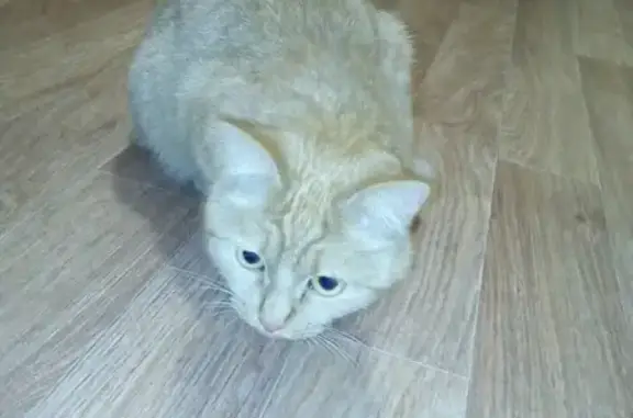 Найдена кошка на пр.Комсомольский, 40