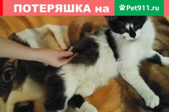 Найден кот в Петербурге, ищем хозяина!