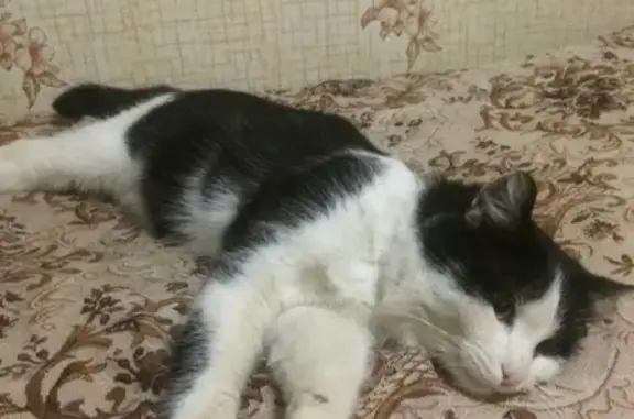 Найдена кошка в районе лицея N3, Нагорный, Пермь