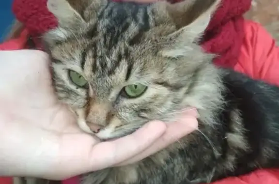 Найдена кошка у подъезда в Рязани