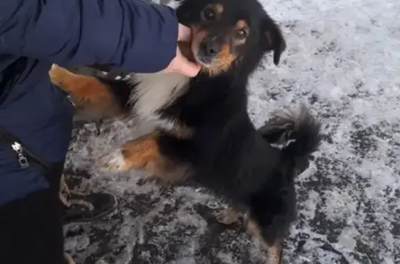 Пропала собака в Челябинске!